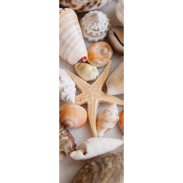 Digital Print Panels Seashells and starfish